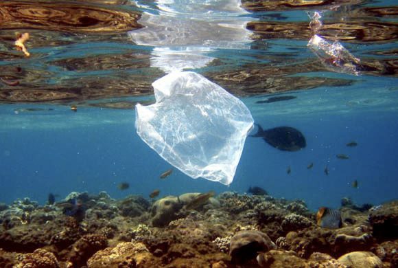 Hawaii is the First State to Ban Plastic Bags!